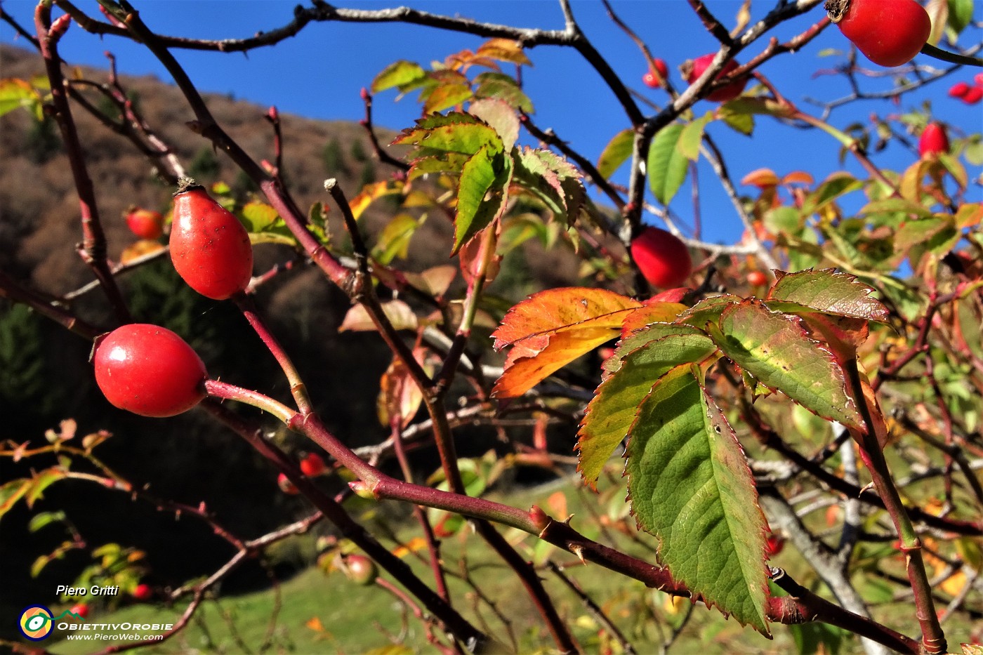 29 Bellissimi caldi colori di  foglie e bacche di rosa canina.JPG